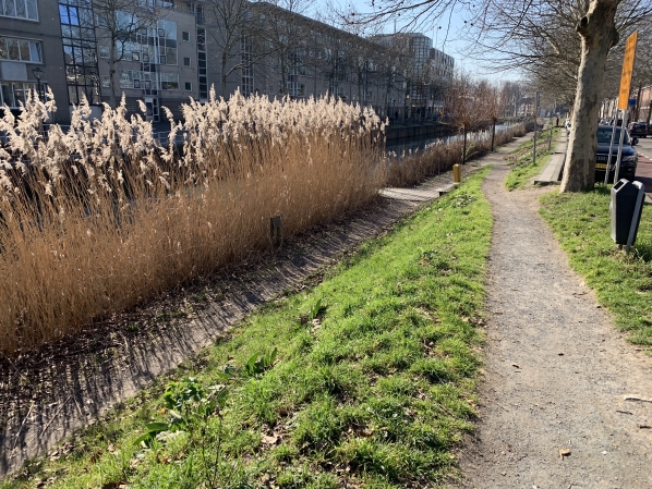 natuurvriendelijke oever Weerdsingel Westzijde, feb 2019