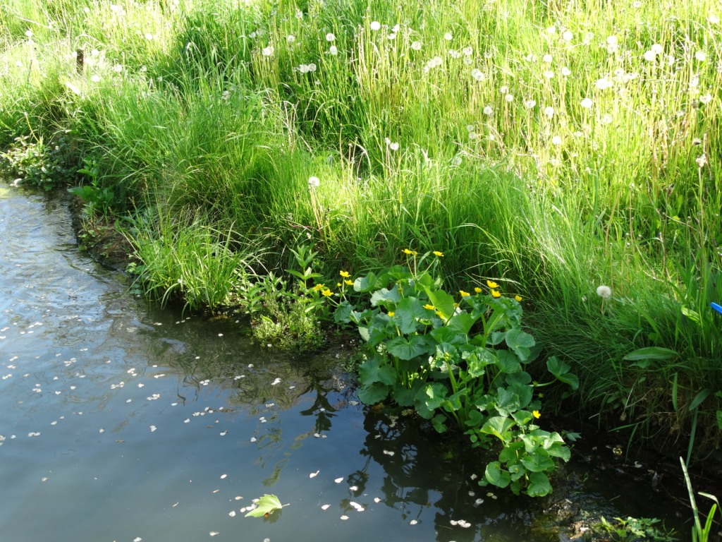 begroeide kokosrol vooroever Maliesingel