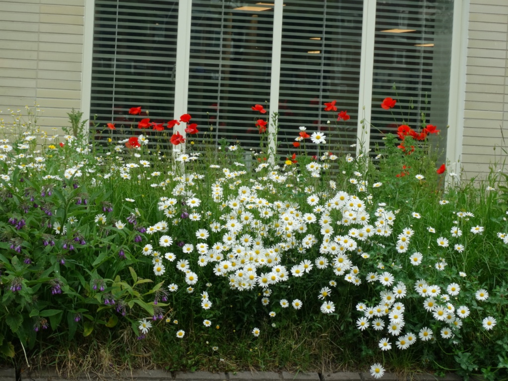 margrieten en klaprozen, mei 2019