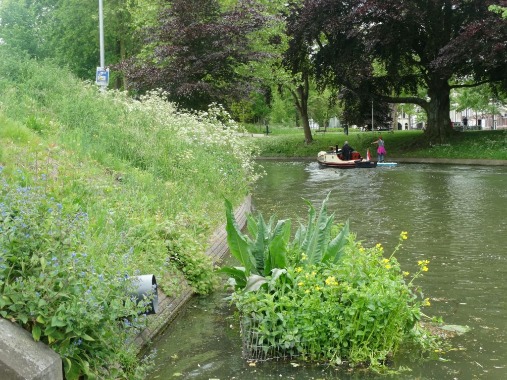 Wittevrouwenbrug_kruidenrijk talud oostzijde, mei 2019