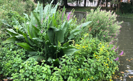 detail vegetatie eiland oostzijde, zomer 2019