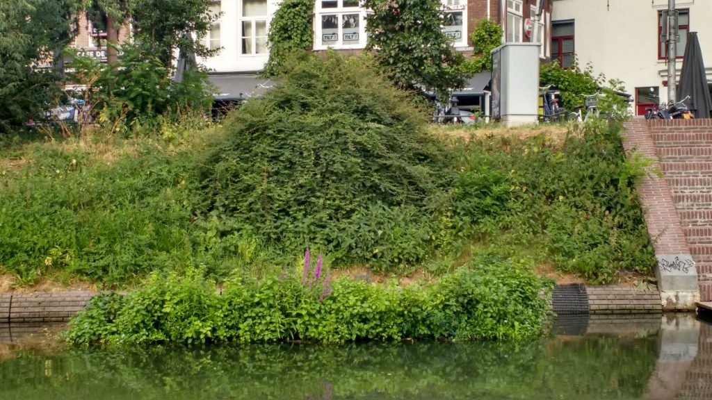 vegetatie-eiland centrumzijde Wittevrouwenbrug