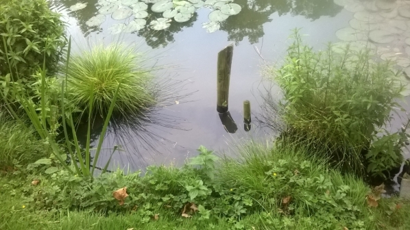 natuurvriendelijke oever Wolvenburg, juni 2015