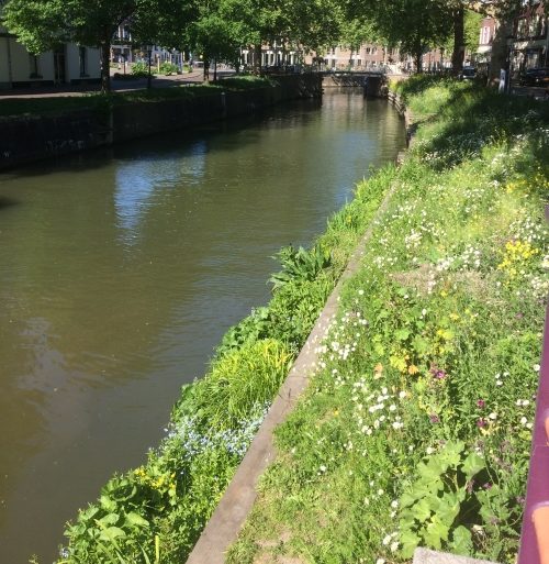 mei 2020, bloemrijk talud v Asch v Wijckbrug