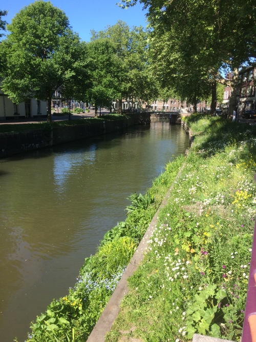 mei 2020, bloemrijk eiland en kant v Asch v Wijckbrug