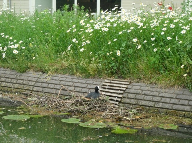 meerkoetennest op SUPfup Stadsschouwburg, mei 2019