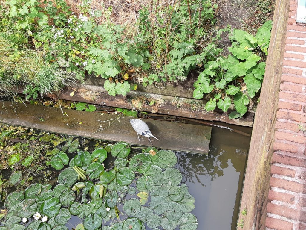 reiger op SUPfup, Noorderbrug